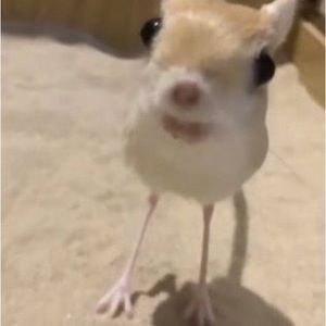 Meet your Posher, Katrina